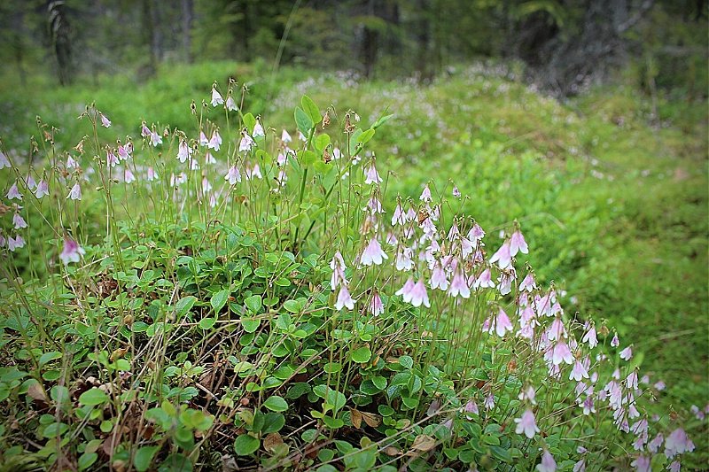 Tuoksut vanamon ja varjot veen – Kopio